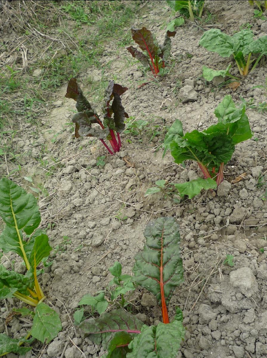 20101127 THE Organic Farm57